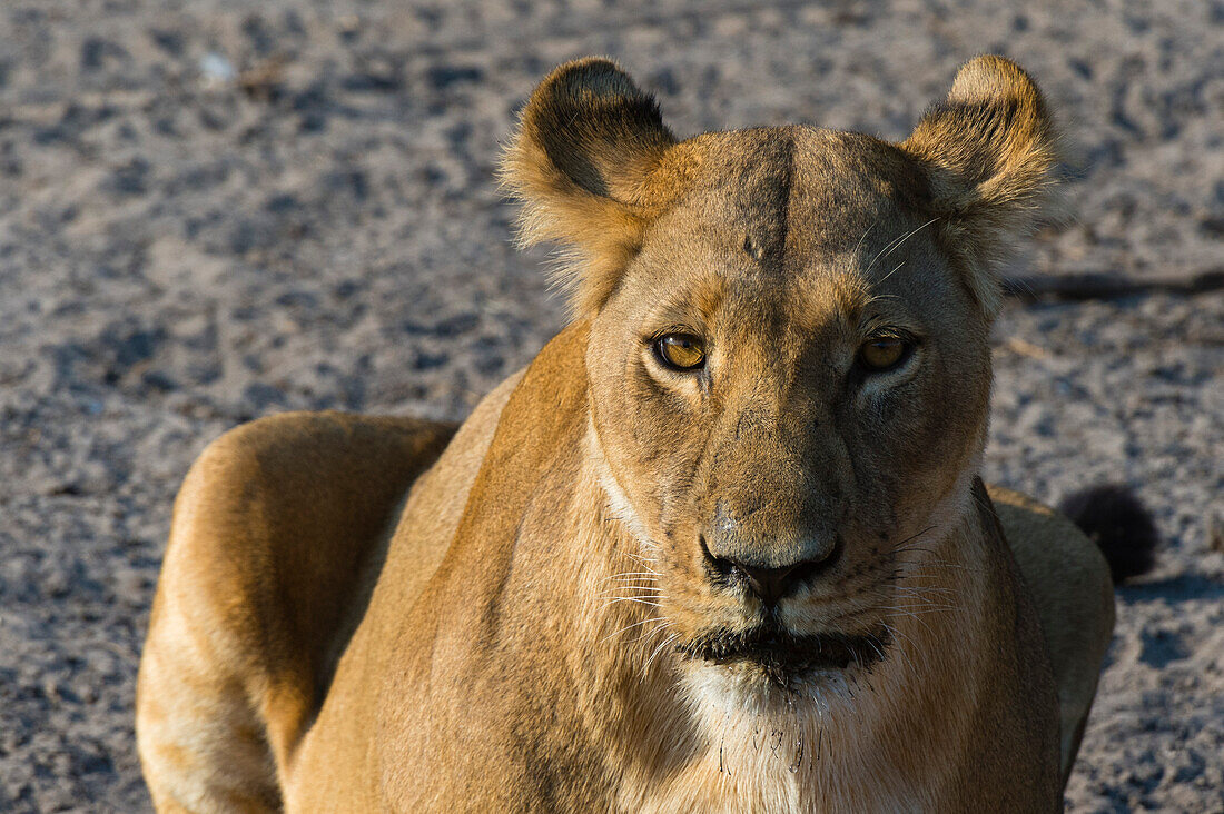 Porträt einer Löwin, Panthera leo, im Savuti-Sumpf des Chobe-Nationalparks. Botsuana.