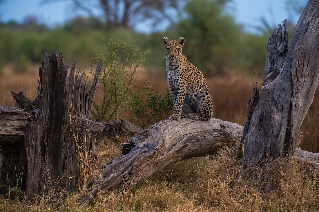 Ein Leopard, Panthera pardus, steht auf einem toten, umgestürzten Baum in der Khwai-Konzession des Okavango-Deltas. Botsuana.