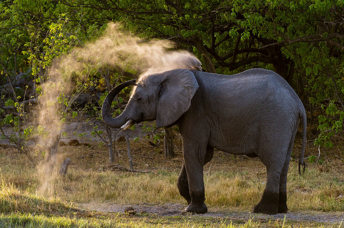 Ein Afrikanischer Elefant, Loxodonta africana, nimmt ein Staubbad in der Khwai-Konzession im Okavango-Delta. Botsuana.