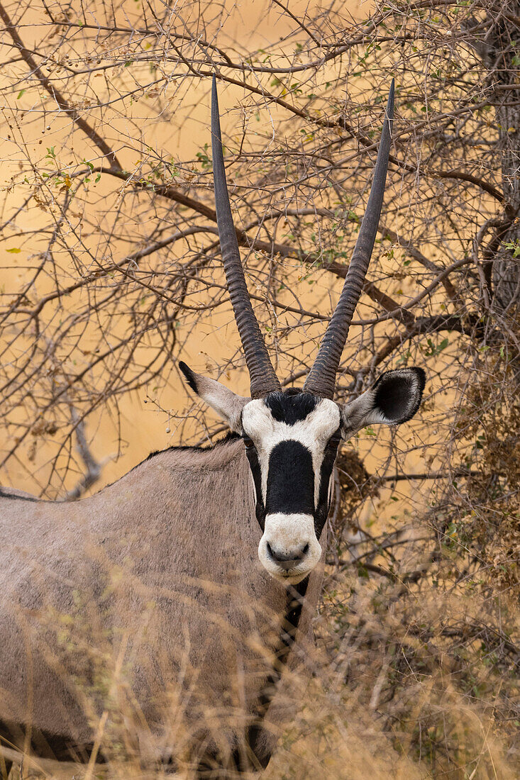 Porträt eines Gemsbocks, Oryx gazella, der in die Kamera schaut. Nxai Pan, Botsuana