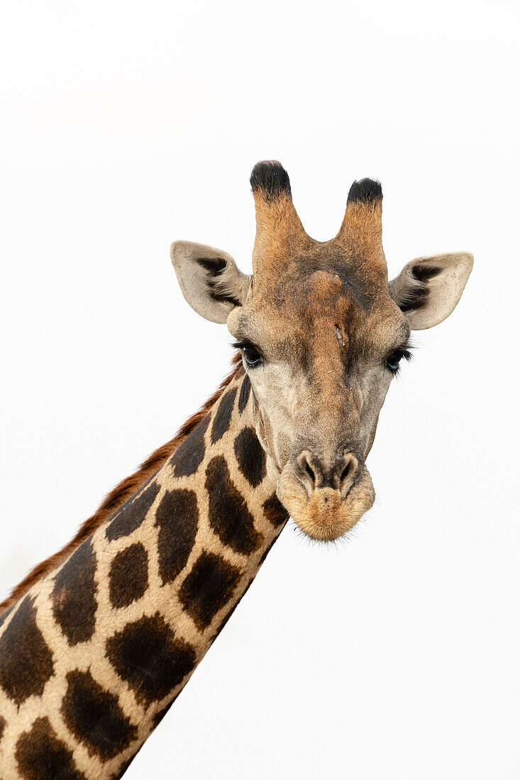 Porträt einer Südlichen Giraffe, Giraffa camelopardalis, mit Blick in die Kamera. Kalahari, Botsuana