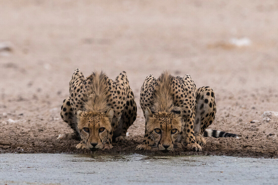 Two cheetahs, Acinonyx jubatus, drinking at a waterhole. Kalahari, Botswana