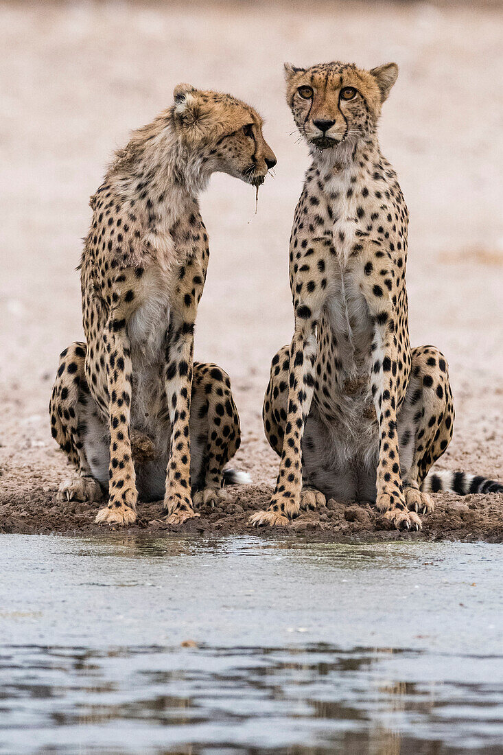 Zwei Geparde, Acinonyx jubatus, an einer Wasserstelle. Kalahari, Botsuana