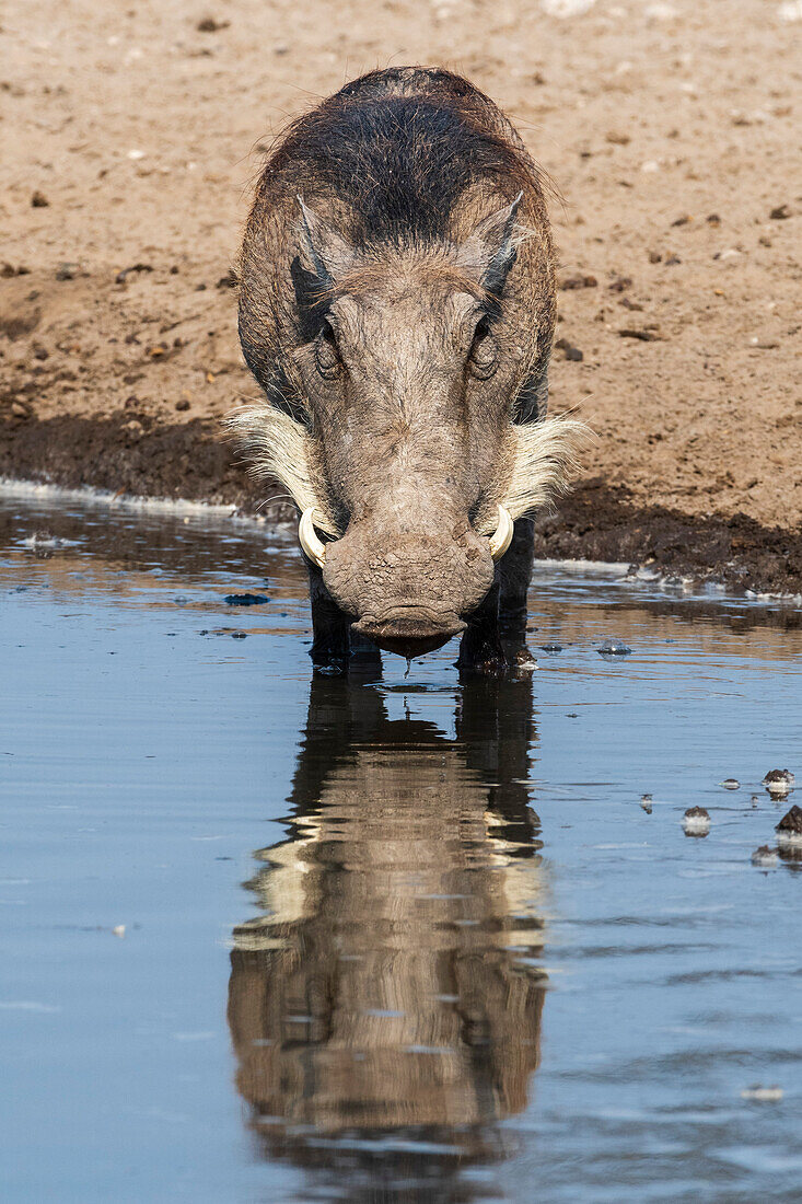 Ein Warzenschwein, Phacochoerus africanus, trinkt an einem Wasserloch. Kalahari, Botsuana