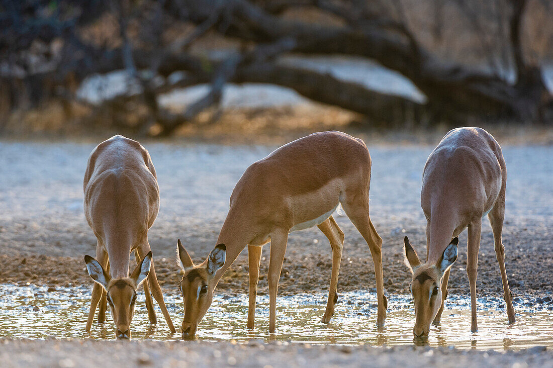 Drei Impala-Weibchen, Aepyceros melampus, trinken bei Sonnenaufgang. Kalahari, Botsuana