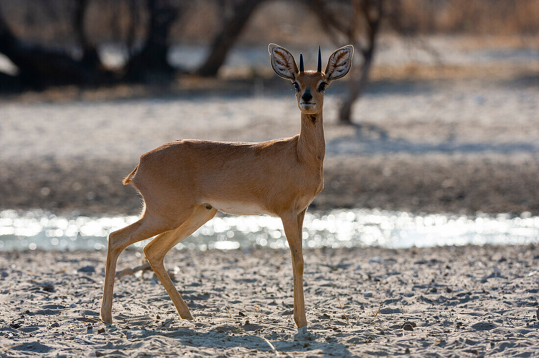 Ein Steinbock, Raphicerus campestris, schaut in die Kamera. Kalahari, Botsuana