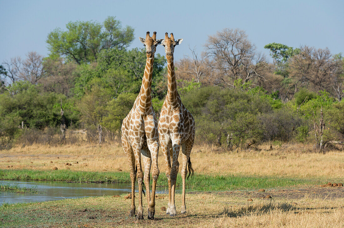 Zwei südliche Giraffen, Giraffa camelopardalis, beim Spaziergang. Khwai-Konzession, Okavango-Delta, Botsuana