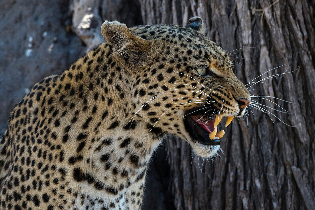 A leopard, Panthera pardus, baring its teeth. Khwai Concession, Okavango Delta, Botswana