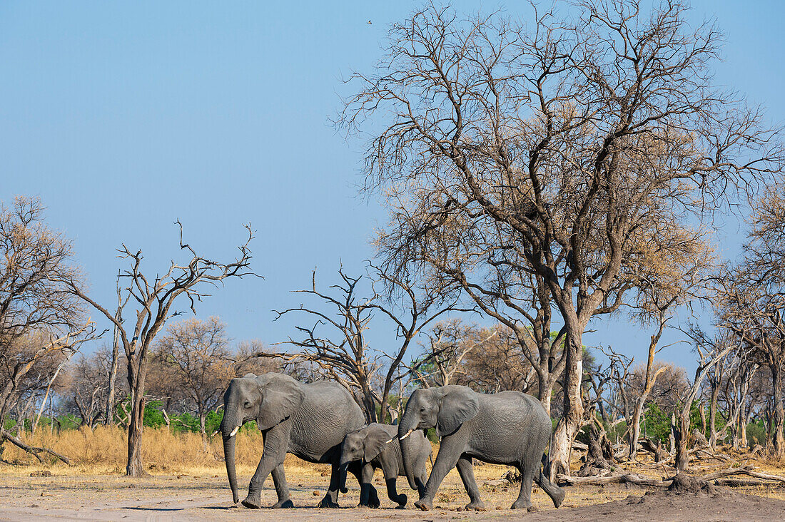 Afrikanische Elefanten, Loxodonta africana, beim Wandern. Khwai-Konzession, Okavango-Delta, Botsuana
