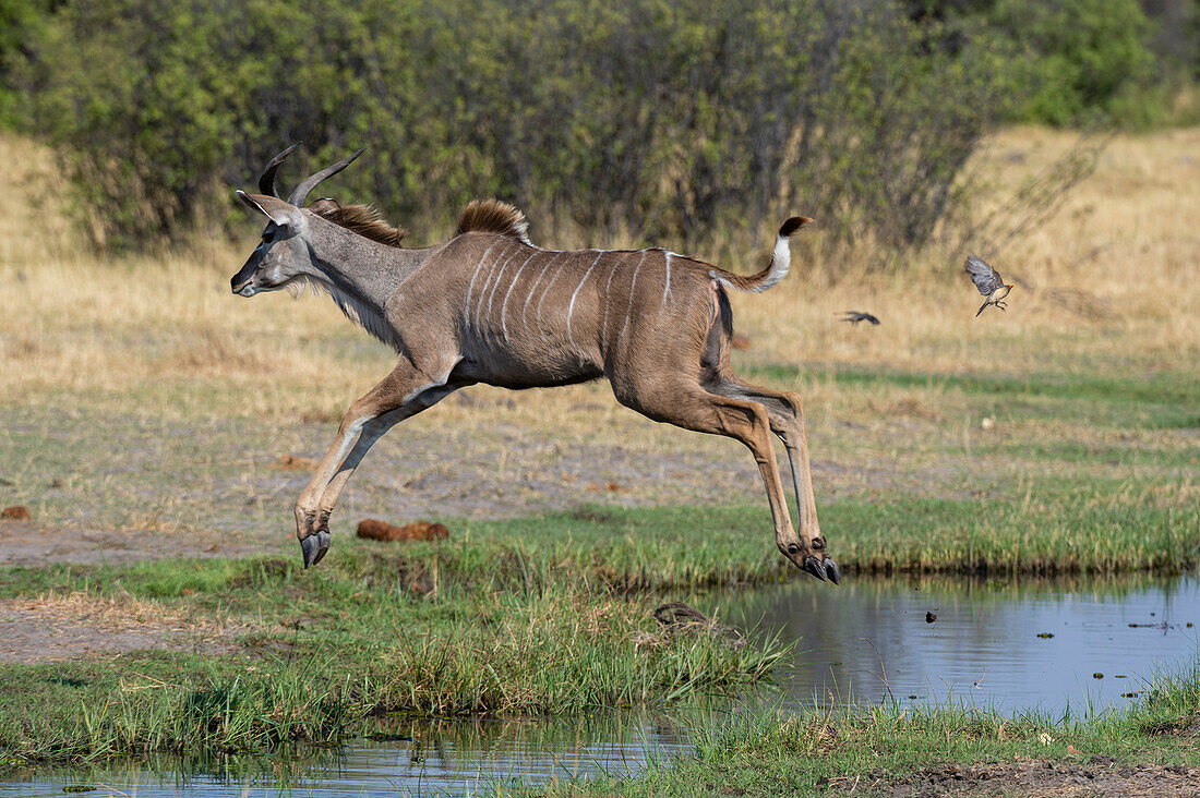 Ein weiblicher Großer Kudu, Tragelaphus strepsiceros, springt. Khwai-Konzession, Okavango-Delta, Botsuana