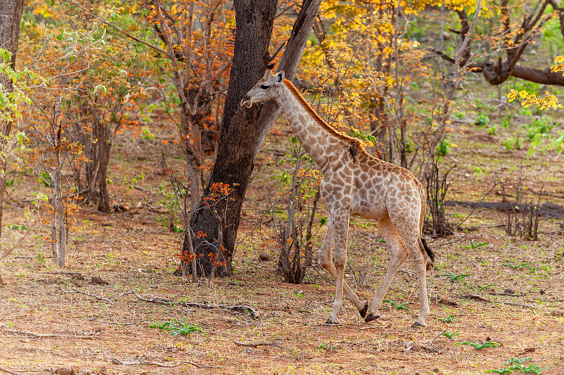 A southern giraffe calf, Giraffa camelopardalis, walking in a wooded area. Chobe National Park, Botswana.