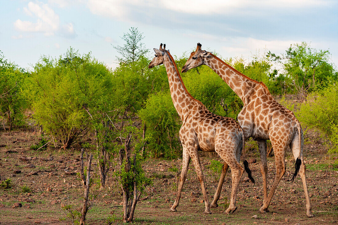 Ein Männchen und ein Weibchen der Südlichen Giraffe, Giraffa camelopardalis, gehen zusammen durch eine buschige Landschaft. Chobe-Nationalpark, Botsuana.