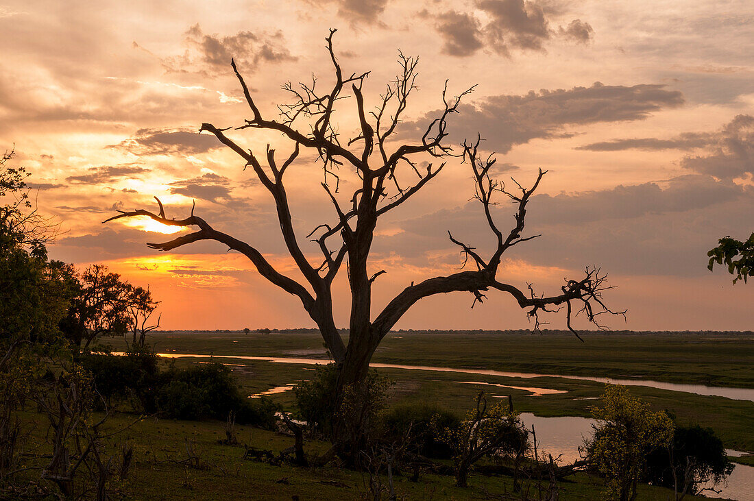 Ein abgestorbener Baum mit Silhouette und Sonnenuntergang am Ufer des Chobe-Flusses. Chobe-Fluss, Chobe-Nationalpark, Botsuana.