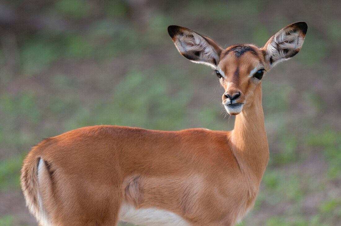 Porträt eines Impala-Kalbes, Aepyceros melampus, das in die Kamera schaut. Chobe-Nationalpark, Botsuana.