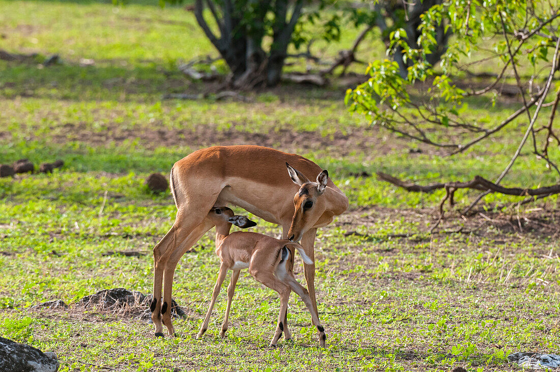 An impala, Aepyceros melampus, nursing her calf. Chobe National Park, Botswana.