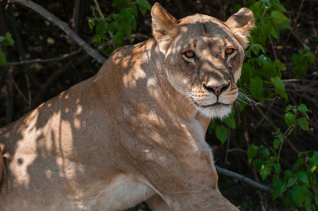 Portrait of a sub-adult lioness, Panthera leo, looking at the camera. Chobe National Park, Botswana.