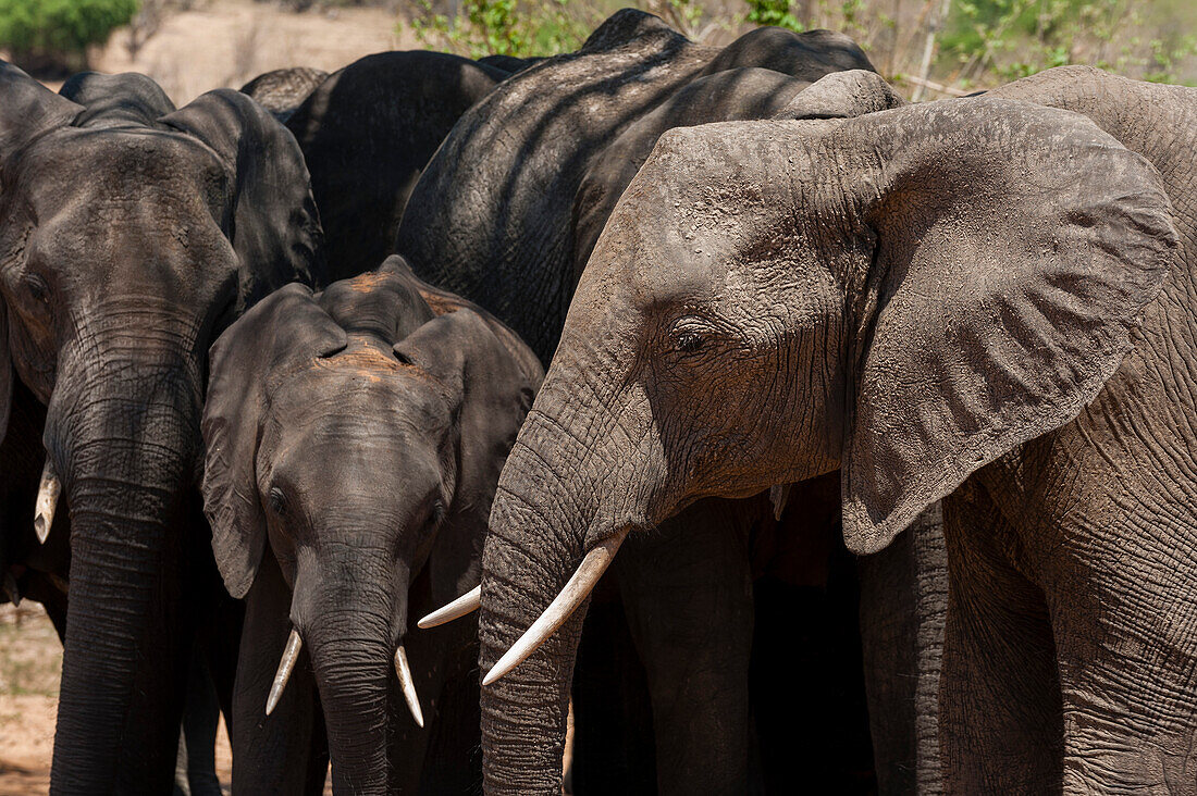 Ein afrikanisches Elefantenkalb, Loxodonta africana, beschützt von den Weibchen einer Zuchtherde. Chobe-Nationalpark, Botsuana.