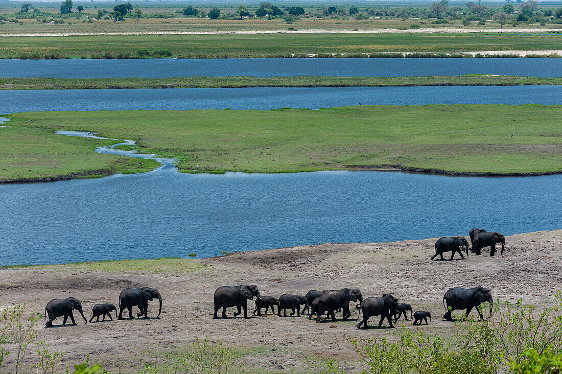 Eine brütende Herde afrikanischer Elefanten, Loxodonta africana, die am Ufer des Chobe-Flusses entlang spaziert. Chobe-Fluss, Chobe-Nationalpark, Botsuana.