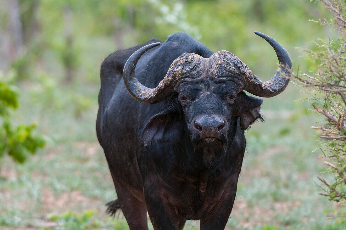 Porträt eines afrikanischen Büffels, Syncerus caffer, der in die Kamera schaut. Chobe-Nationalpark, Botsuana.