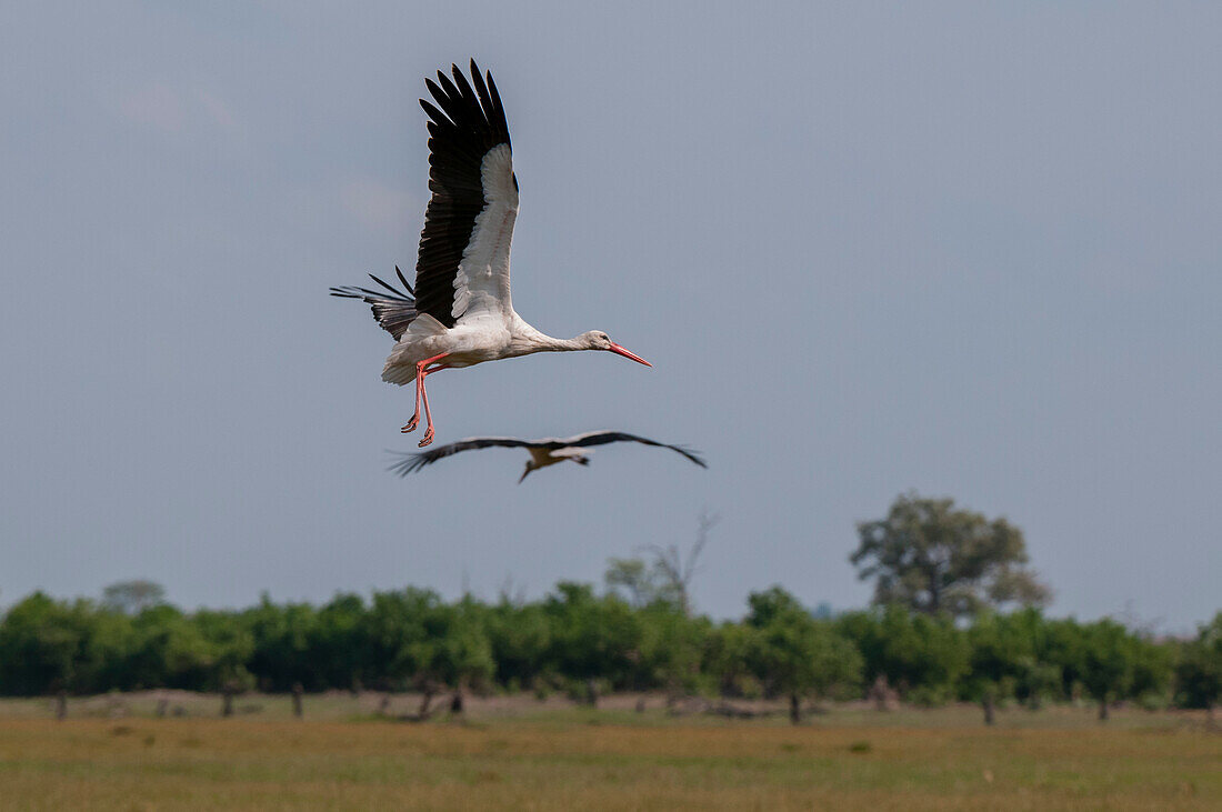 Zwei Weißstörche, Ciconia ciconia, im Flug. Savute-Sumpf, Chobe-Nationalpark, Botsuana.