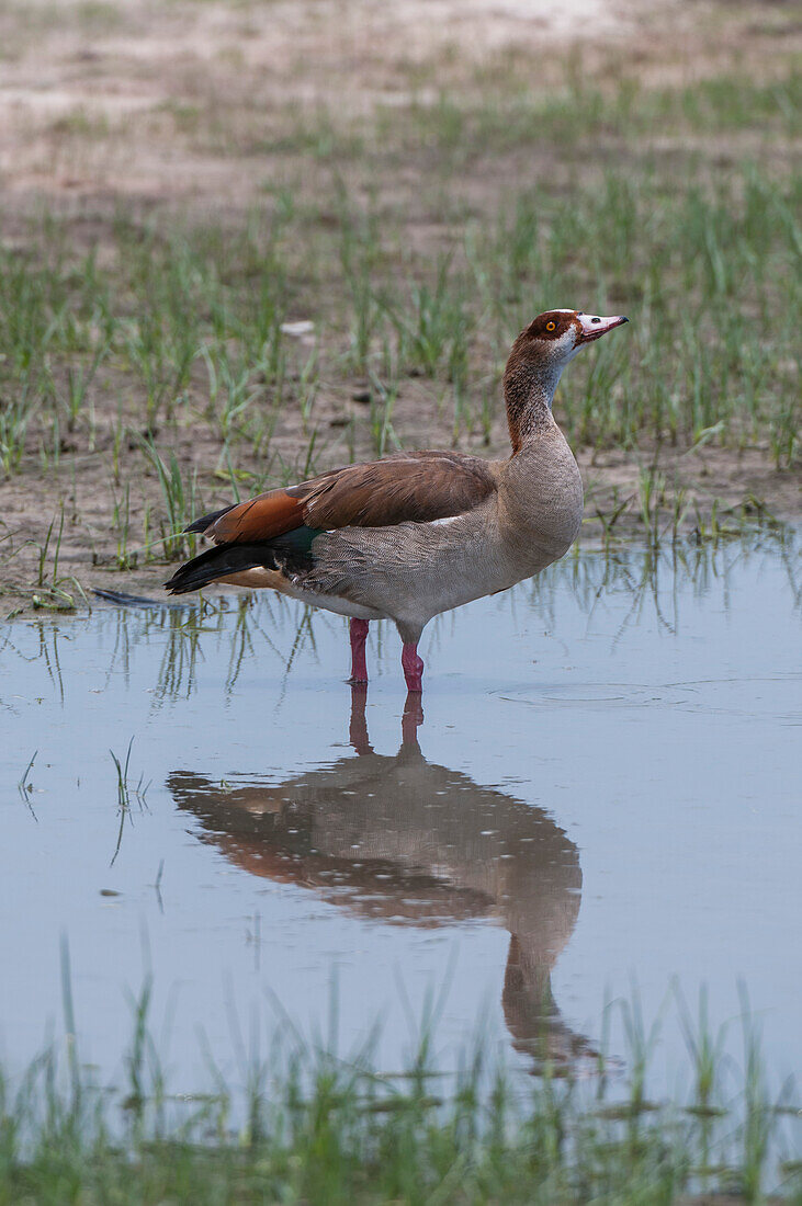 Portrait of an Egyptian goose, Alopochen aegyptiacus, standing in water. Savute Marsh, Chobe National Park, Botswana.