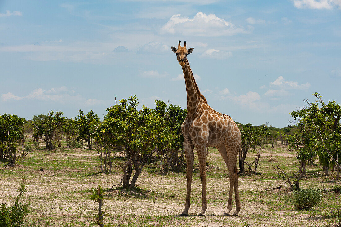 Eine weibliche Südliche Giraffe, Giraffa camelopardalis, in einer Landschaft mit Büschen und Bäumen. Savute-Sumpf, Chobe-Nationalpark, Botsuana.