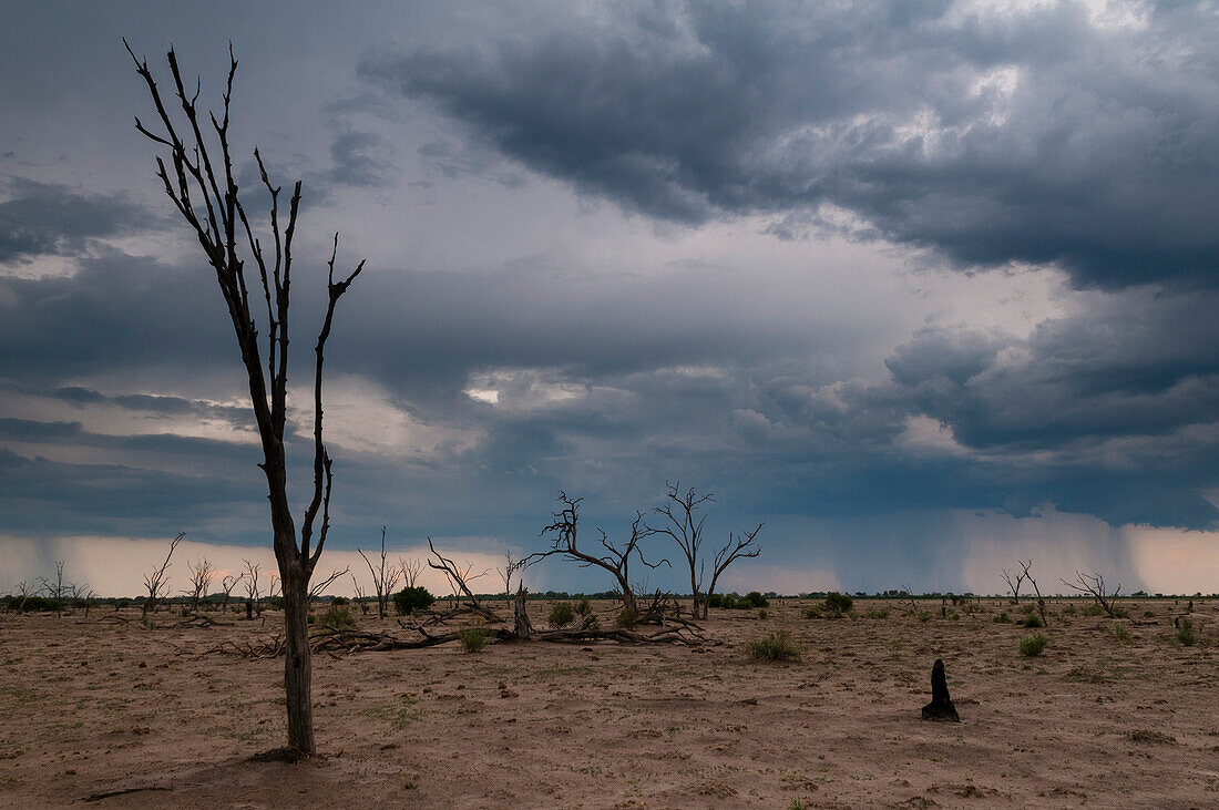 A rainstorm on the horizon approaching the Savute Marsh. Savute Marsh, Chobe National Park, Botswana.
