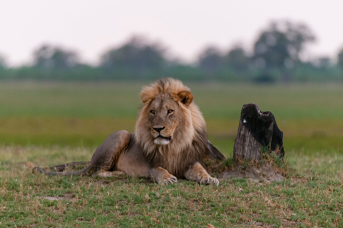 Porträt eines männlichen Löwen, Panthera leo, der sich in der Nähe eines verbrannten Baumstumpfes ausruht. Savute-Sumpf, Chobe-Nationalpark, Botsuana.