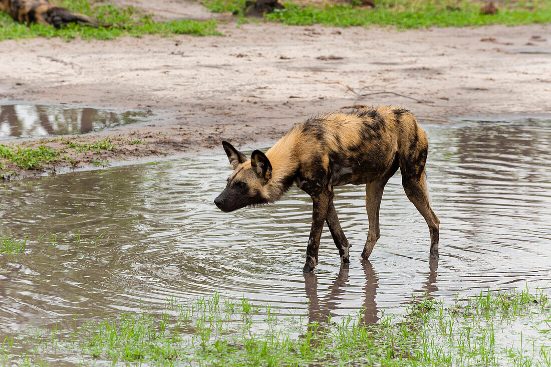Ein bemalter Wolf, ein Kap-Jagdhund oder ein Wildhund, Lycaon pictus, der im Wasser läuft. Khwai-Konzessionsgebiet, Okavango, Botsuana.