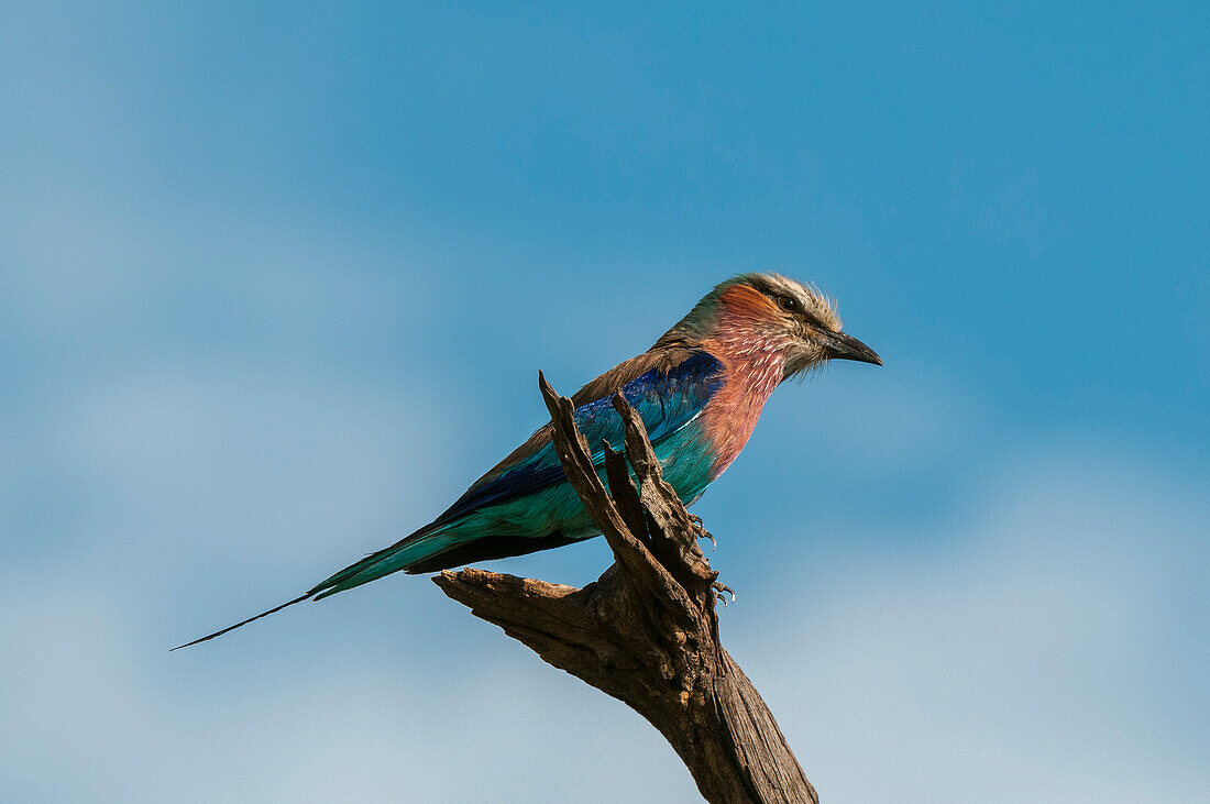 Porträt einer Lilienbrustwalze, Caracias caudatus, die auf einem Ast hockt. Khwai-Konzessionsgebiet, Okavango, Botsuana.