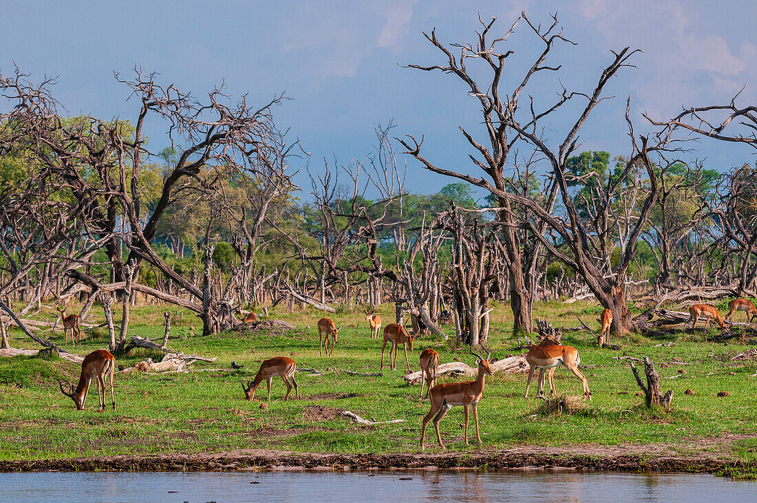 Impalas, Aepyceros melampus, grasen in der Nähe eines Wasserlaufs zwischen von der Flut zerstörten Bäumen. Khwai-Konzessionsgebiet, Okavango, Botsuana.