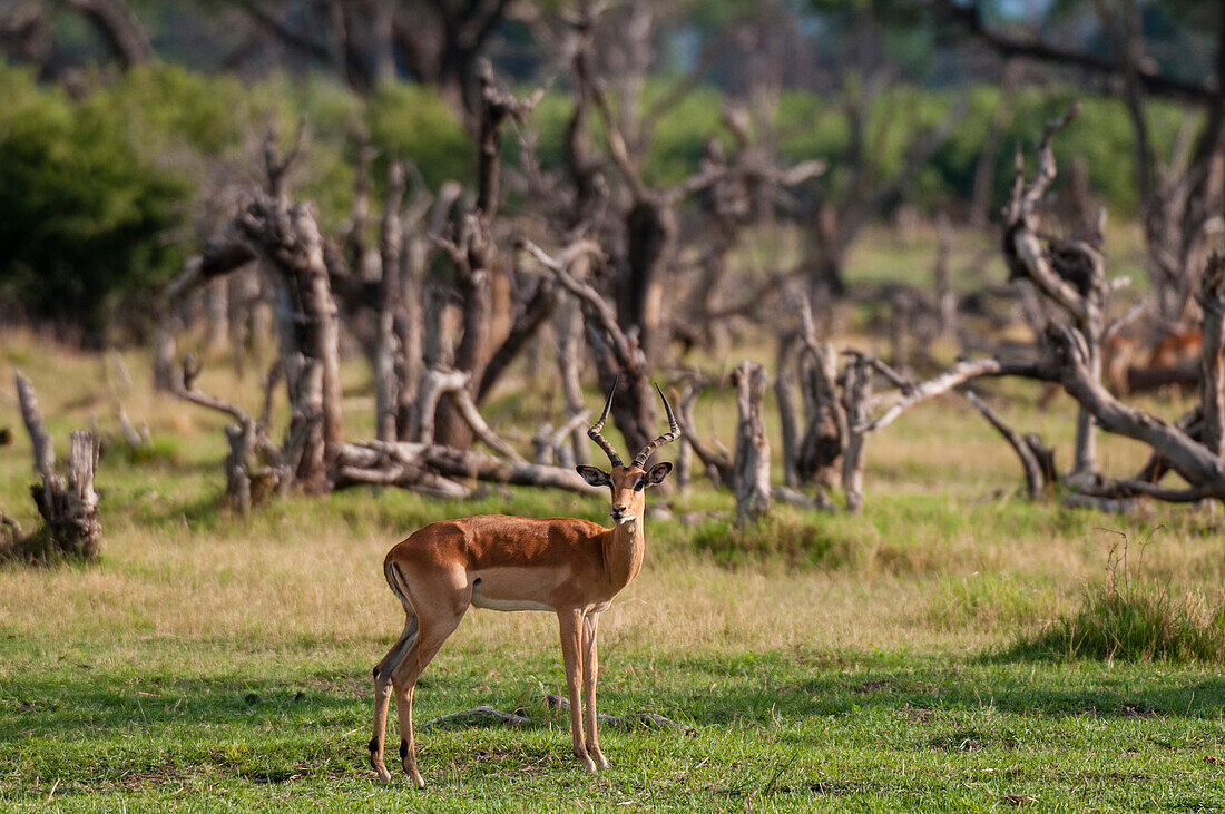 Portrait of a male impala, Aepyceros melampus, in a landscape of flood-killed trees. Khwai Concession Area, Okavango, Botswana.