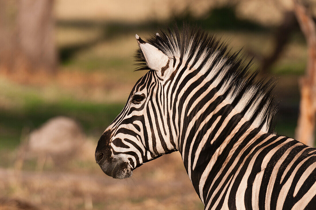 Close up portrait of a plains or Burchell's zebra, Equus burchellii. Khwai Concession Area, Okavango, Botswana.