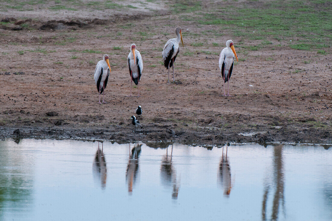 Eine Gruppe von Gelbschnabelstörchen, Mycteria ibis, und zwei andere Vögel, die am Wasserrand stehen. Khwai-Konzessionsgebiet, Okavango, Botsuana.