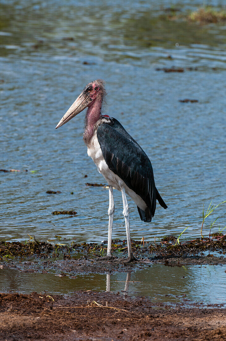 Portrait of a marabou stork, Leptptilos crumeniferus, standing in shallow water. Khwai Concession Area, Okavango, Botswana.