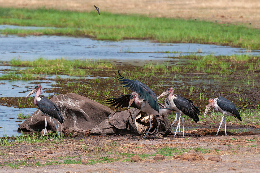 A group of marabou storks, Leptoptilos crumeniferus, scavenging an African elephant carcass. Khwai Concession Area, Okavango, Botswana.