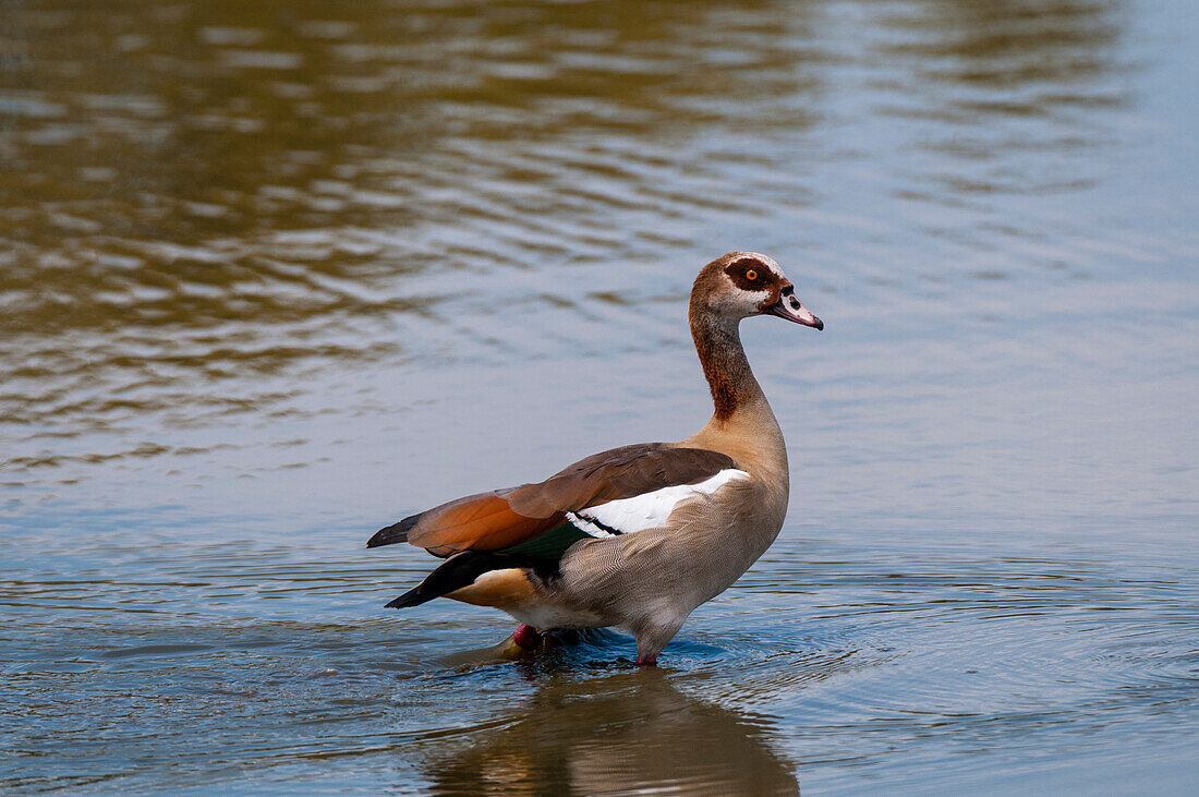 Portrait of an Egyptian goose, Alopochen aegyptiacus, walking in the water. Khwai Concession Area, Okavango, Botswana.