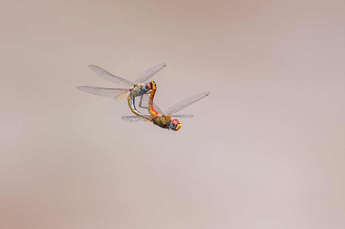 Zwei Libellen, Sympetrum-Arten, auch bekannt als Darter, bei der Paarung im Flug. Khwai-Konzessionsgebiet, Okavango, Botsuana.
