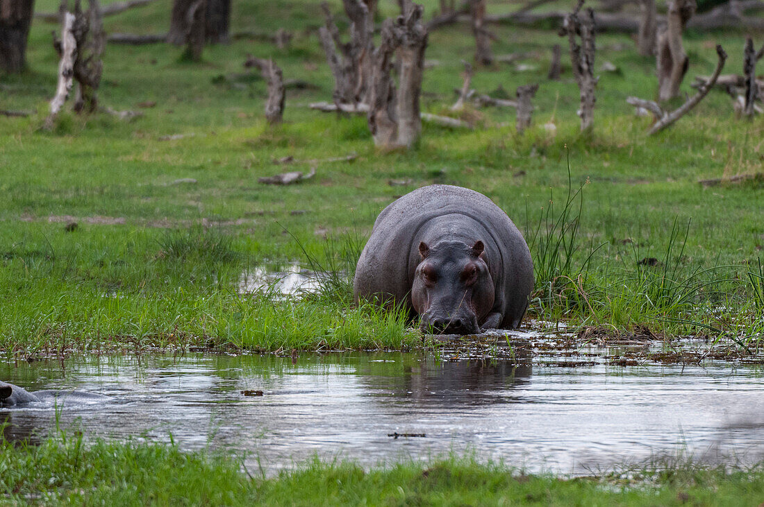 Ein Flusspferd, Hippopotamus amphibius, das in einer Überschwemmungsebene im Wasser läuft und grast. Khwai-Konzessionsgebiet, Okavango, Botsuana.