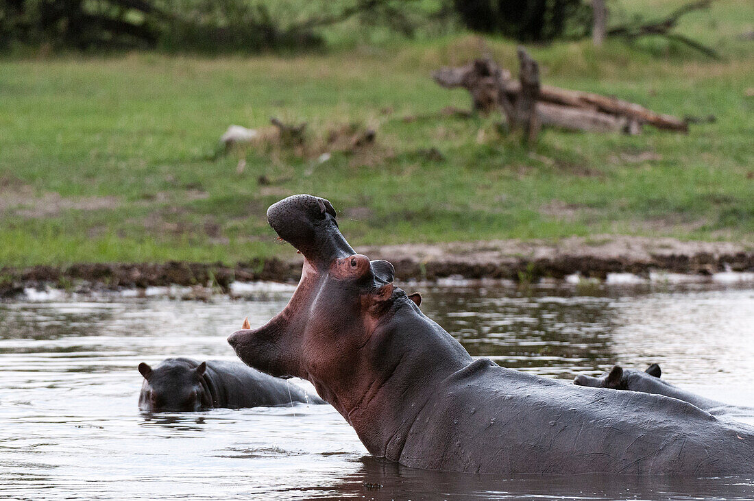 Ein Flusspferd, Hippopotamus amphibius, im Wasser, das sein Territorialverhalten zeigt. Khwai-Konzessionsgebiet, Okavango, Botsuana.