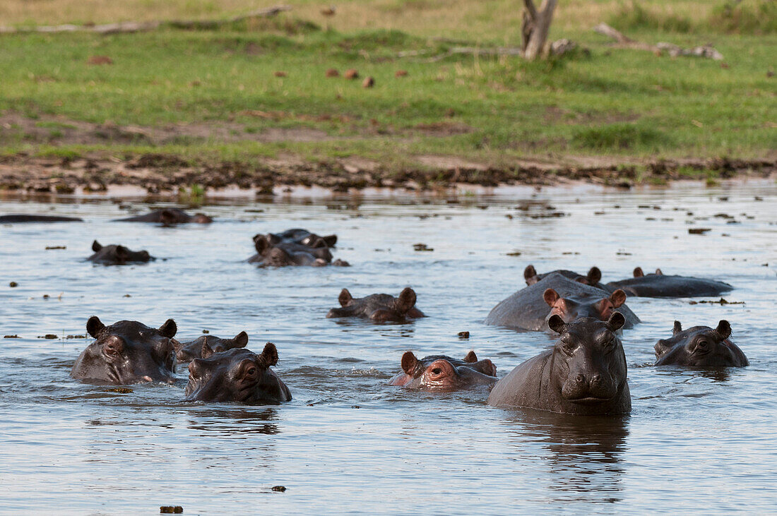A group of alert hippopotamuses, Hippopotamus amphibius, in the water. Khwai Concession Area, Okavango, Botswana.