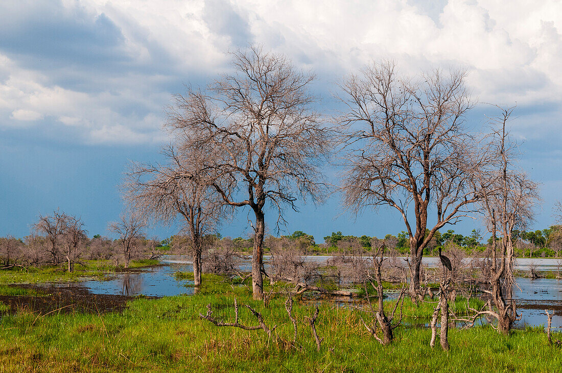 Dead trees bordering a swamp in the Okavango delta. Khwai Concession Area, Okavango, Botswana.