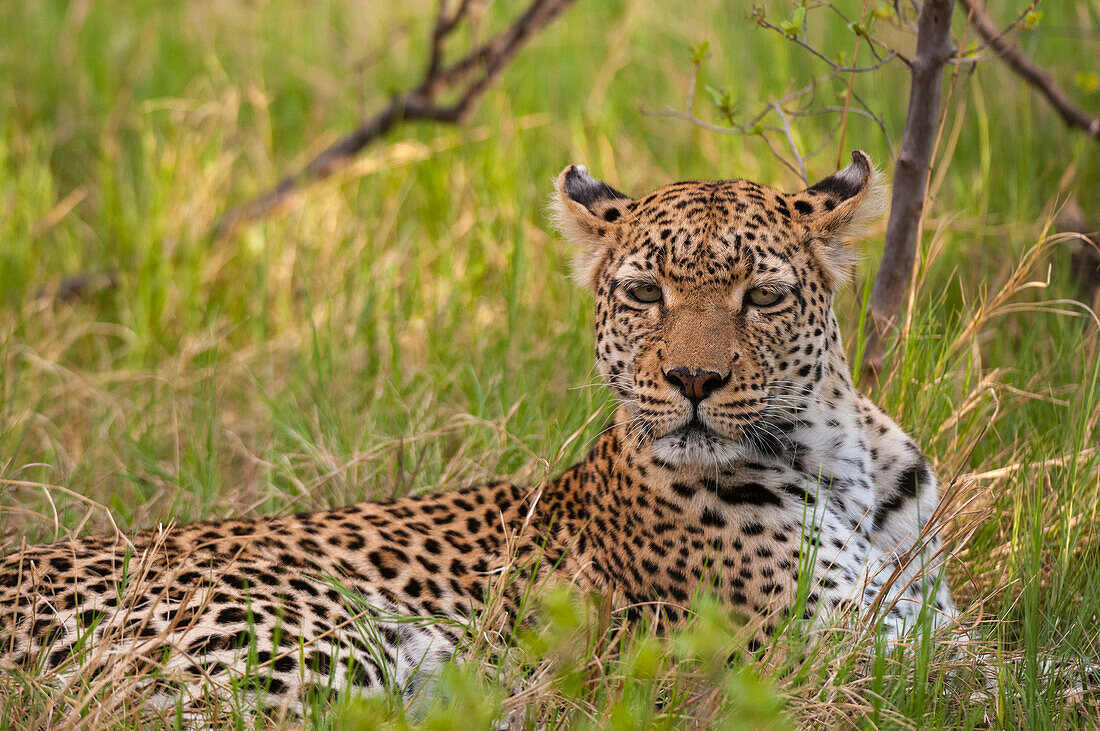 Portrait of a leopard, Panthera pardus, resting in the grass. Khwai Concession, Okavango Delta, Botswana.