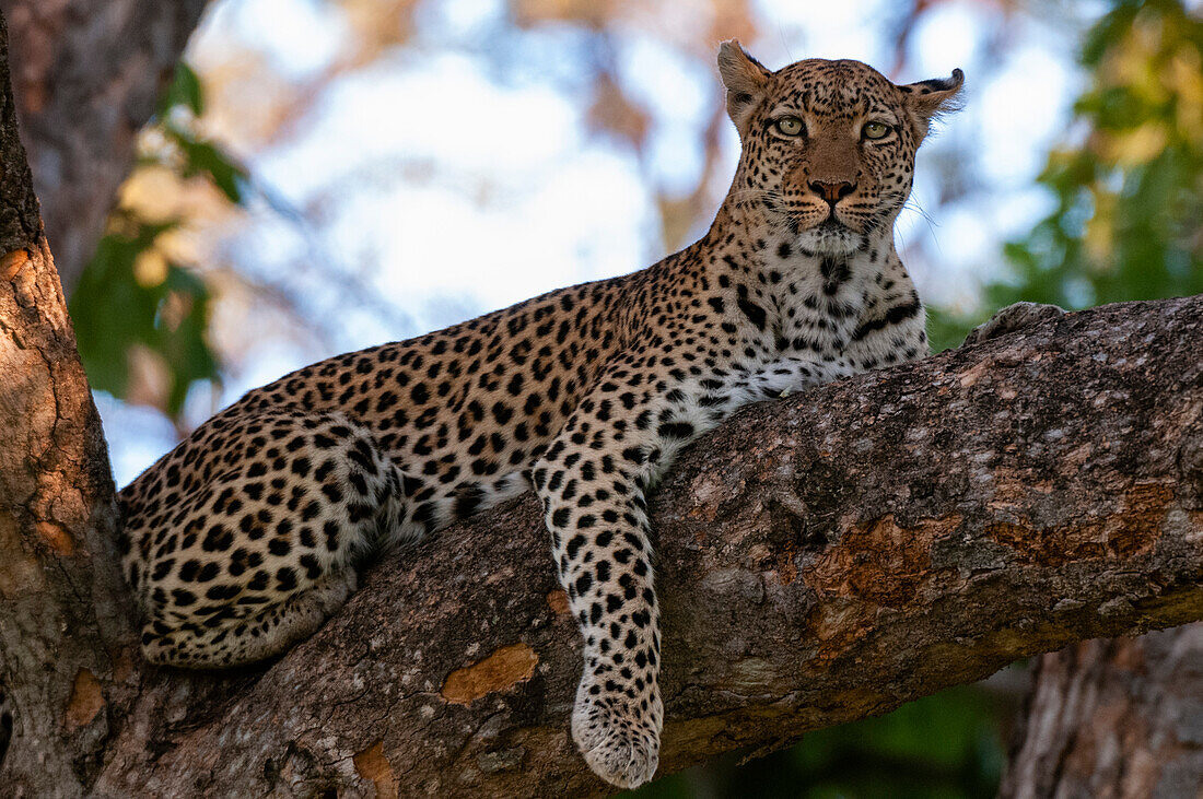 Ein weiblicher Leopard, Panthera pardus, auf einem großen Baumast, der in die Kamera schaut. Khwai-Konzession, Okavango-Delta, Botsuana.
