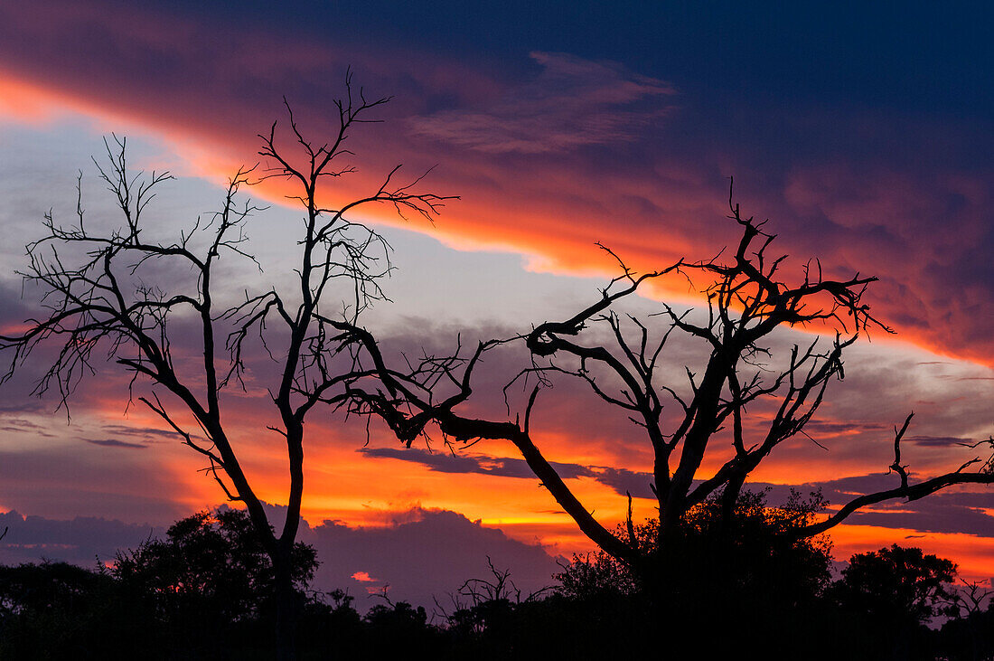 Sunset in the Okavango Delta. Khwai Concession, Okavango Delta, Botswana.