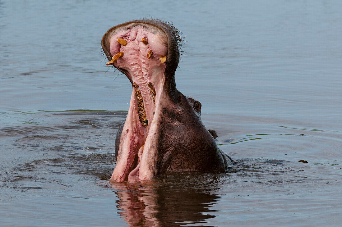 A hippopotamus, Hippopotamus amphibius, in a territorial display of mouth opening. Khwai Concession, Okavango Delta, Botswana.