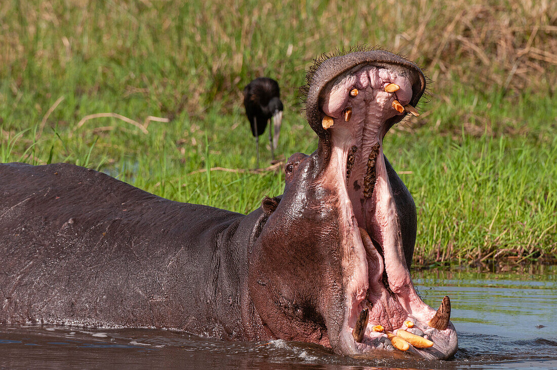 A hippopotamus, Hippopotamus amphibius, in a territorial display of mouth opening. Khwai Concession, Okavango Delta, Botswana.