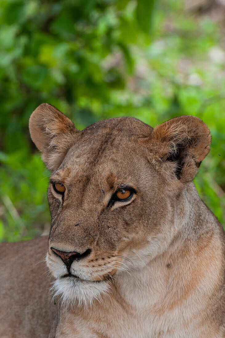 Nahaufnahme einer Löwin, Panthera leo, wachsam, aber ruhend. Khwai-Konzessionsgebiet, Okavango, Botsuana.