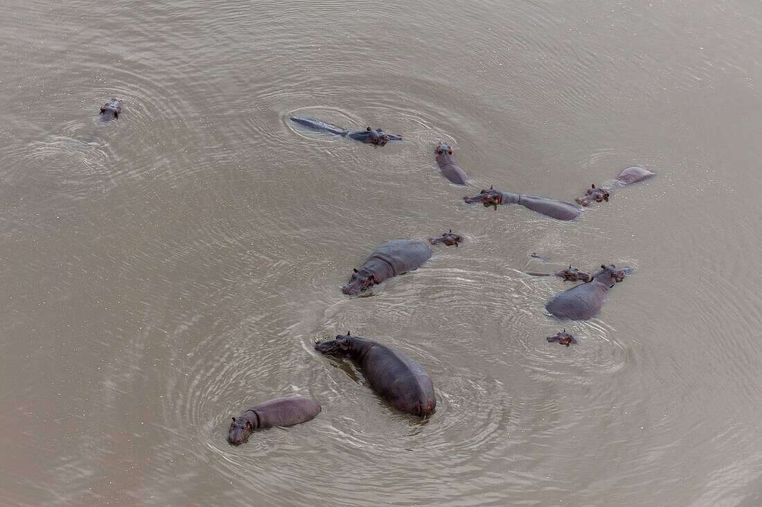 An aerial view of a herd of hippopotamuses, Hippopotamus amphibius, in the water. Okavango Delta, Botswana.