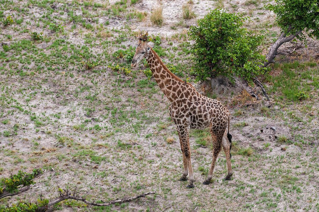 An aerial portrait of a southern giraffe, Giraffa camelopardalis. Okavango Delta, Botswana.